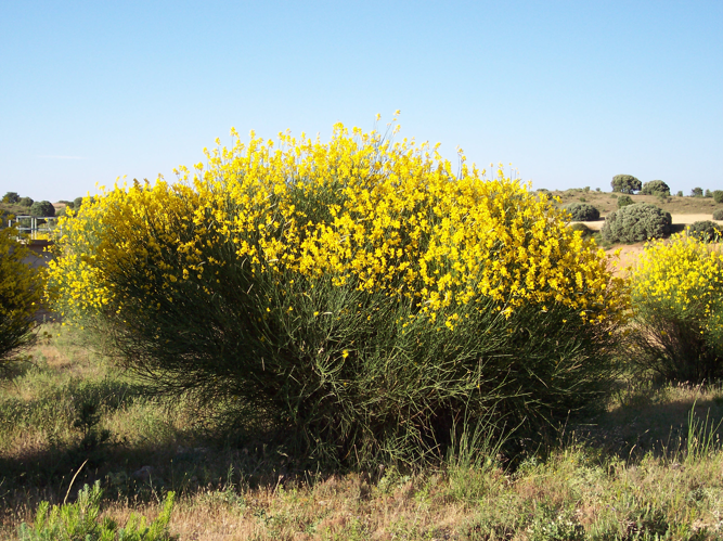 Spartium junceum4.jpg &copy; Cillas