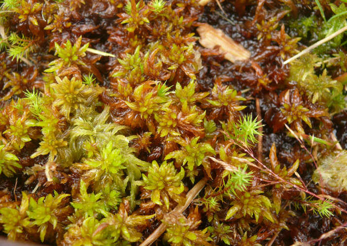 Sphagnum auriculatum 010913.jpg &copy; BerndH