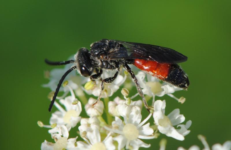 Sphecodes gibbus.jpg &copy; Lymantria