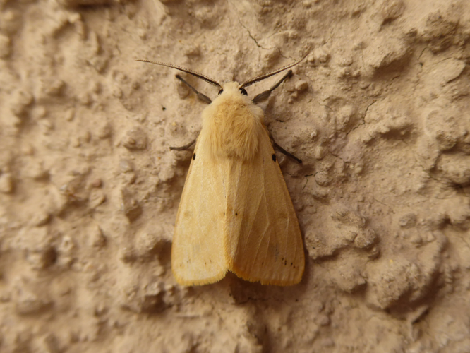 Spilarctia lutea 01.jpg &copy; Syrio