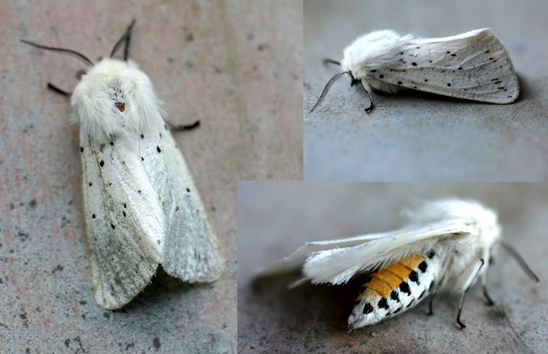 Spilosoma lubricipeda01.jpg &copy; Jeffdelonge