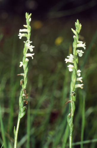 Spiranthes aestivalis Blütenstand.jpg &copy; PicTrans