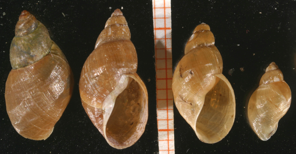 Stagnicola palustris.jpg &copy; Snek01