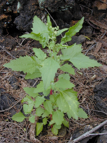 Starr 030202-0092 Chenopodium murale.jpg &copy; BotMultichill