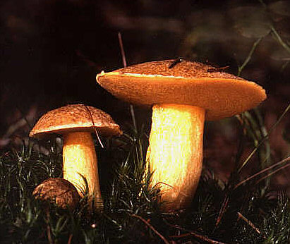 Suillus variegatus.jpg &copy; Pethan