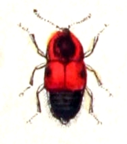 Tachyporus.hypnorum.-.calwer.11.14.jpg &copy; File Upload Bot (Sarefo)