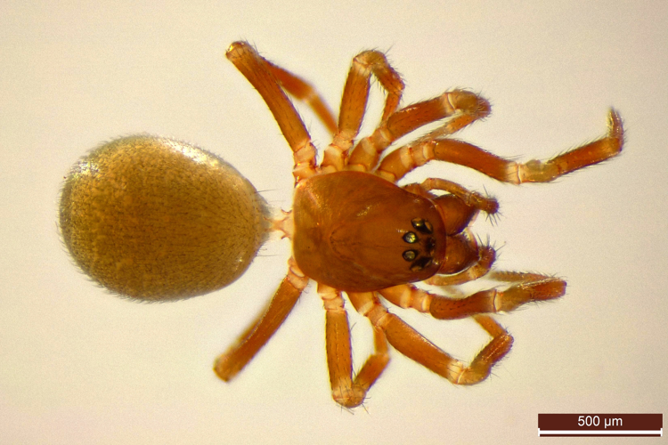 Tapinocyba pallens (39995455162).jpg &copy; Rudolphous
