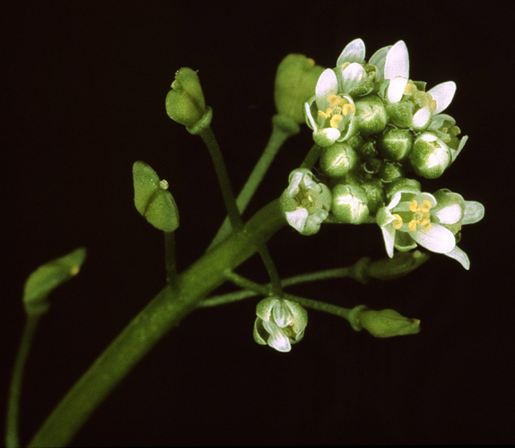 Teesdalia nudicaulis1 eF.jpg &copy; Fornax