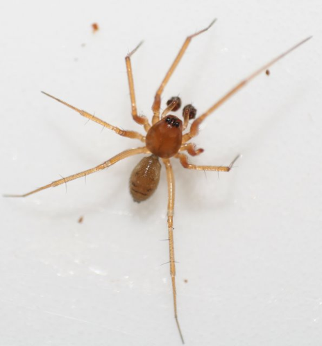 Tenuiphantes cristatus.jpg &copy; Flickr upload bot