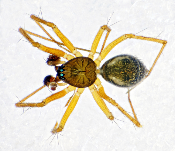 Tenuiphantes zimmermanni (49795946948).jpg &copy; Netha Hussain