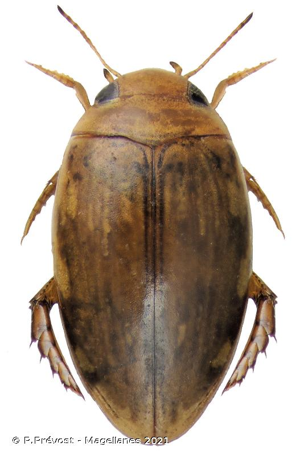  © P.Prévost - Magellanes 2021