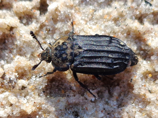 Thanatophilus sinuatus 01.JPG &copy; AfroBrazilian