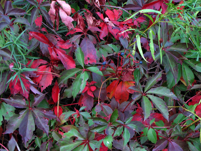 Thicket Creeper - Flickr - treegrow.jpg &copy; Josve05a