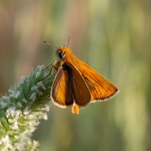 Thymelicus acteon 55.jpg &copy; Anna N Chapman