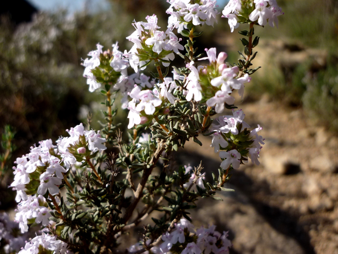 THYMUS VULGARIS - AGUDA - IB-910 (Timó).JPG &copy; Isidre blanc