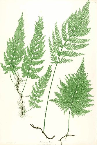 Trichomanes speciosum Moore48.png &copy; Ayacop