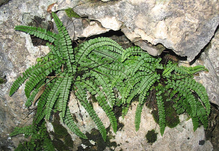 Tricomanes-soller.jpg &copy; Juan Bibiloni