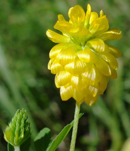 Trifolium aureum W.jpg &copy; Fornax