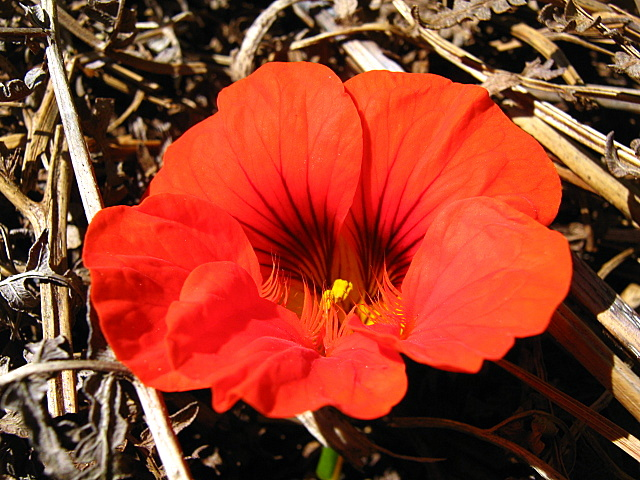 Tropaeolum.JPG &copy; Elucidate