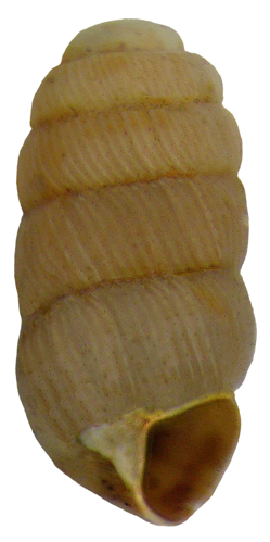 Truncatellina cylindrica (Férussac, 1807) (4176074059).jpg &copy; Rotatebot
