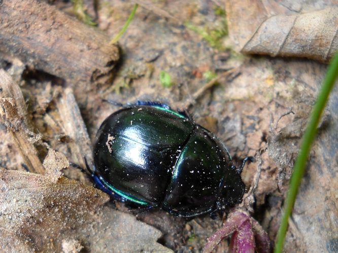 Trypocopris pyrenaeus pyrenaeus.jpg &copy; Lymantria