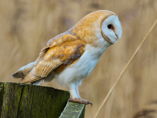 Tyto alba tylluan wen detail.jpg &copy; MPF