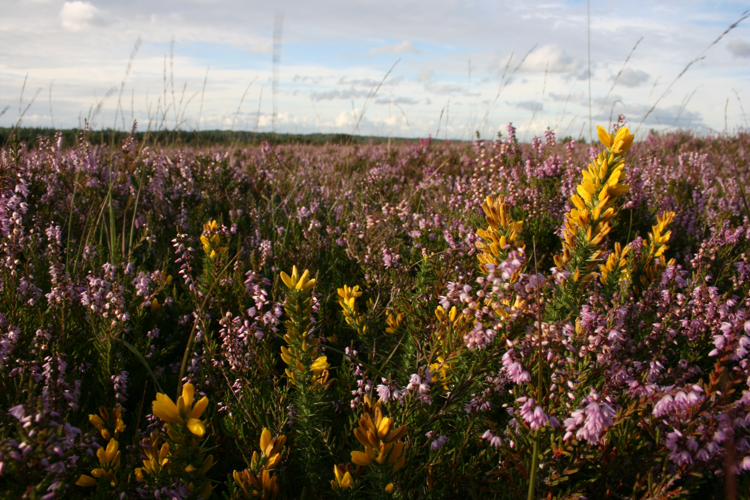 Ulex minor Calluna vulgaris New Forest.jpg &copy; Richard New Forest