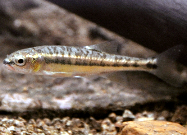 Vairon WIKI800px (cropped).JPG &copy; Ellicrum
