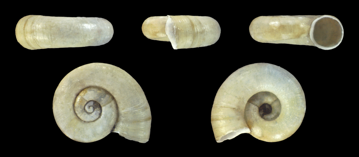 Valvata cristata 01.jpg &copy; Llez