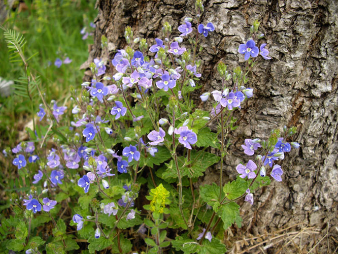 Veronica chamaedrys ssp. chamaedrys 1.JPG &copy; Ghislain118