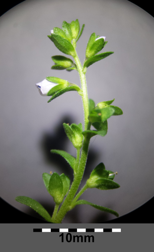 Veronica serpyllifolia subsp. serpyllifolia sl23.jpg &copy; Stefan.lefnaer