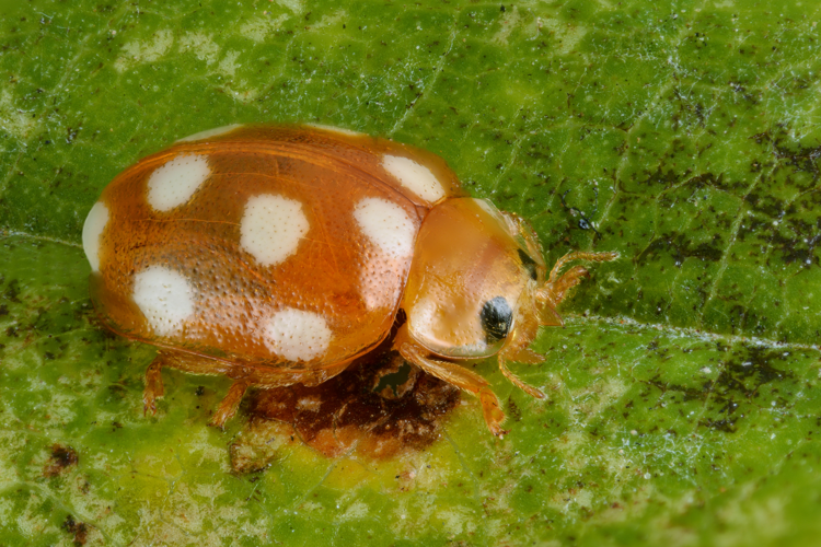 Vibidia duodecimguttata - La Pairelle.jpg &copy; Iifar
