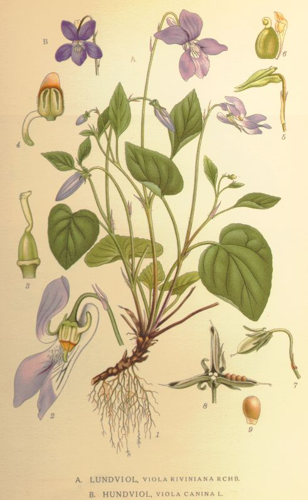 Viola riviniana and canina.jpg &copy; Liftarn