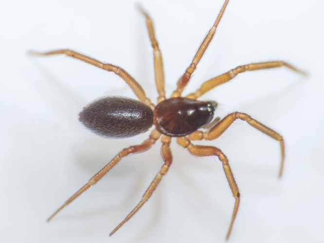 Walckenaeria antica 589754369.jpg &copy; Marbletan