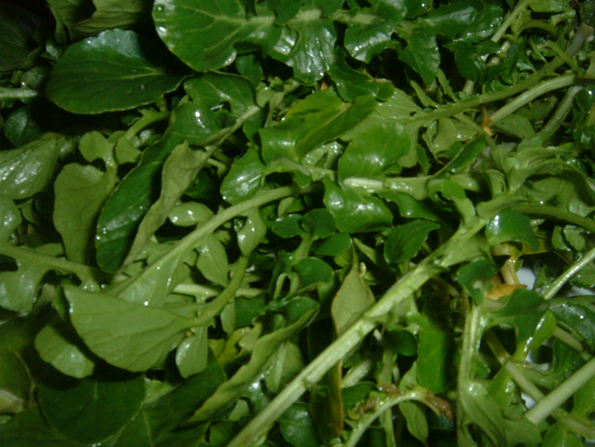 Watercress (2).JPG &copy; Masparasol