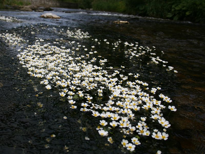 Włosienicznik pędzelkowaty (Ranunculus pseudofluitans) PL.jpg &copy; Grzegorz Wysocki