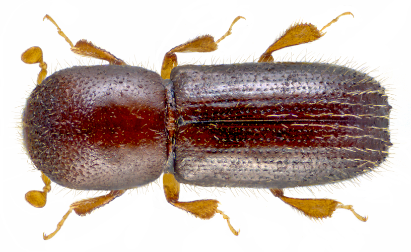 Xyleborinus saxeseni (Ratzeburg, 1837) male (17161263376).png &copy; Rudolphous