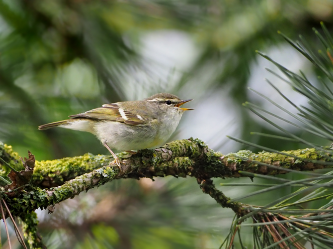 Yellow-browed warbler (Phylloscopus inornatus), Parc du Slot, Woluwé-St.-Lambert, Brussels (34053989676).jpg &copy; Helmy oved