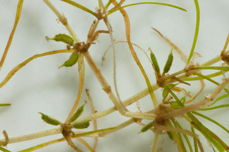 ZannichelliaPalustris3.jpg &copy; Fice
