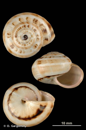 <i>Theba pisana pisana</i> (O.F. Müller, 1774) © O. Gargominy