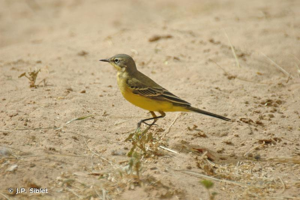 <i>Motacilla flava thunbergi</i> Billeberg, 1829 © J.P. Siblet