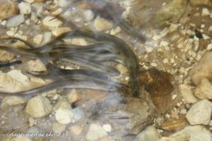  © Fédération de pêche 33