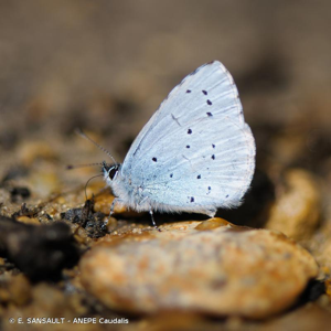  © E. SANSAULT - ANEPE Caudalis