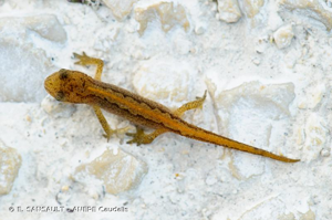  © E. SANSAULT - ANEPE Caudalis