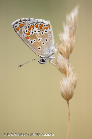  © E. SANSAULT - ANEPE Caudalis