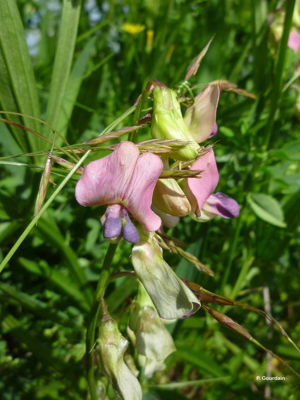Soignolles-en-Brie © P. Gourdain
