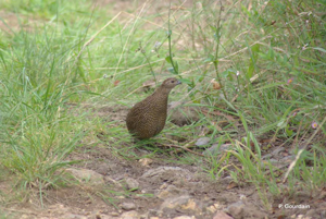 Cilaos © P. Gourdain