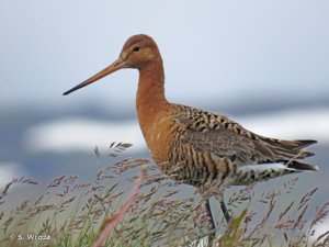 <i>Limosa limosa islandica</i> Brehm, 1831 © S. Wroza