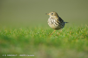  © E. SANSAULT - ANEPE Caudalis