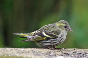 Tarin des aulnes (Carduelis spinus) femelle, Nogent-sur-Vernisson (Loiret) © P. Haffner